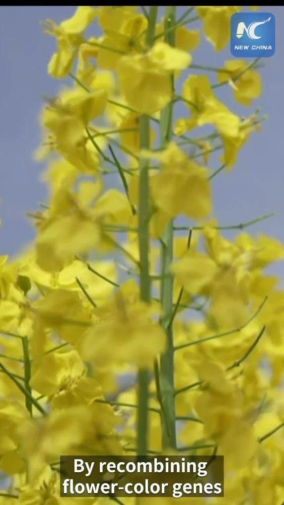 A field of 80 colors in bloom