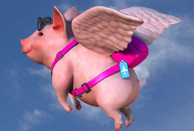 從尋風(fēng)、找豬到穿秋褲