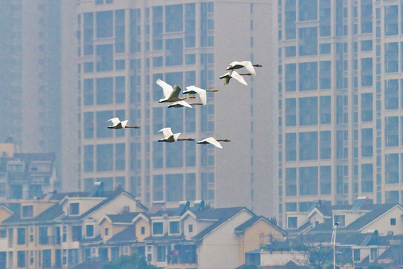 江西經(jīng)濟轉型求變：注入生態(tài)、創(chuàng)新、智能多重因子