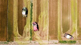 夏糧，穩(wěn)！