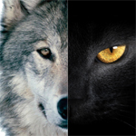 探針 | 2016：雙極，雙11