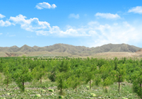 形成農(nóng)林牧、生態(tài)濕地等非主營業(yè)務