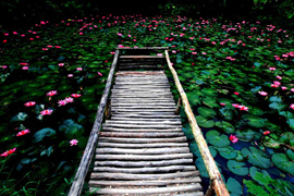 踱步花間，邂逅美麗