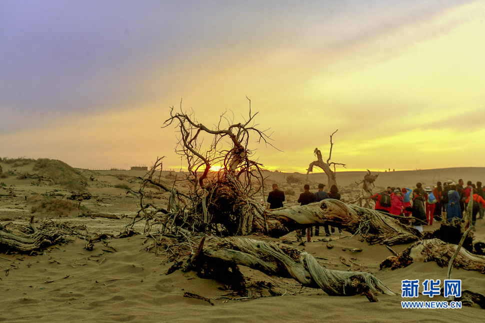 千年胡楊，不朽傳奇