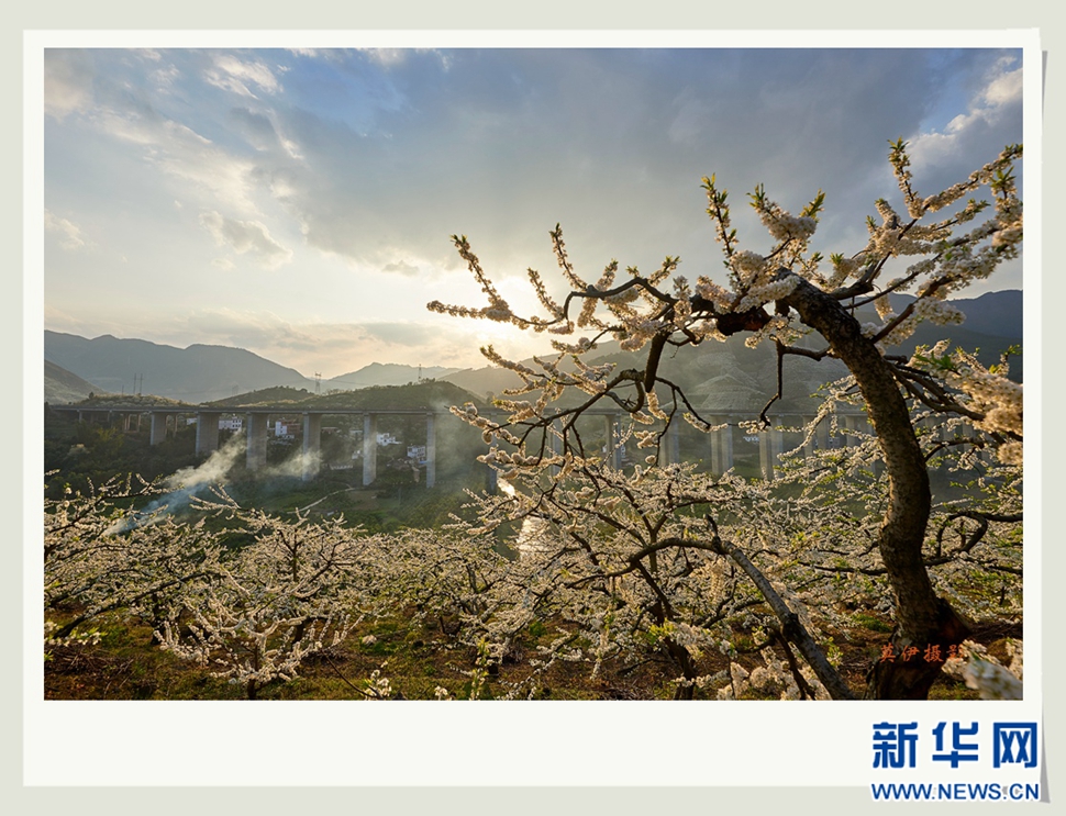 李花白，彩霞紅，春意濃