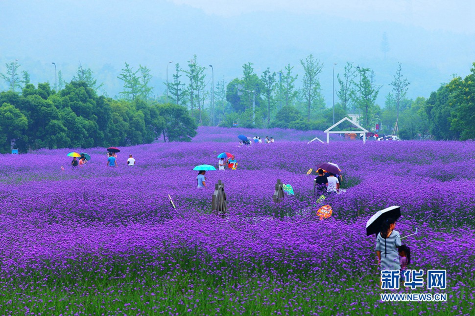 雨中游蓀湖花海，美翻了！