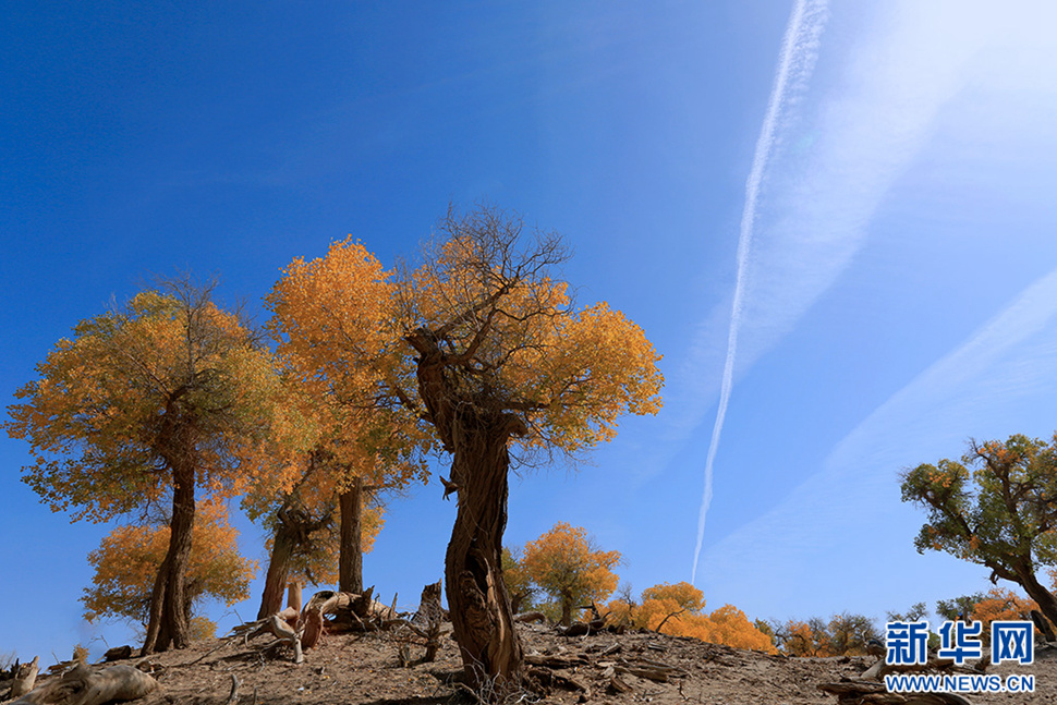 額濟(jì)納——秋天最美的童話(huà)