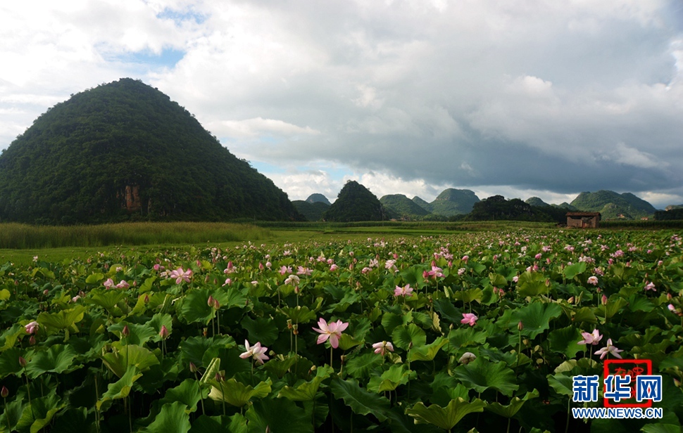 一生一世，萬(wàn)畝荷花