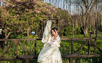 徜徉櫻花花海，來場動漫之旅