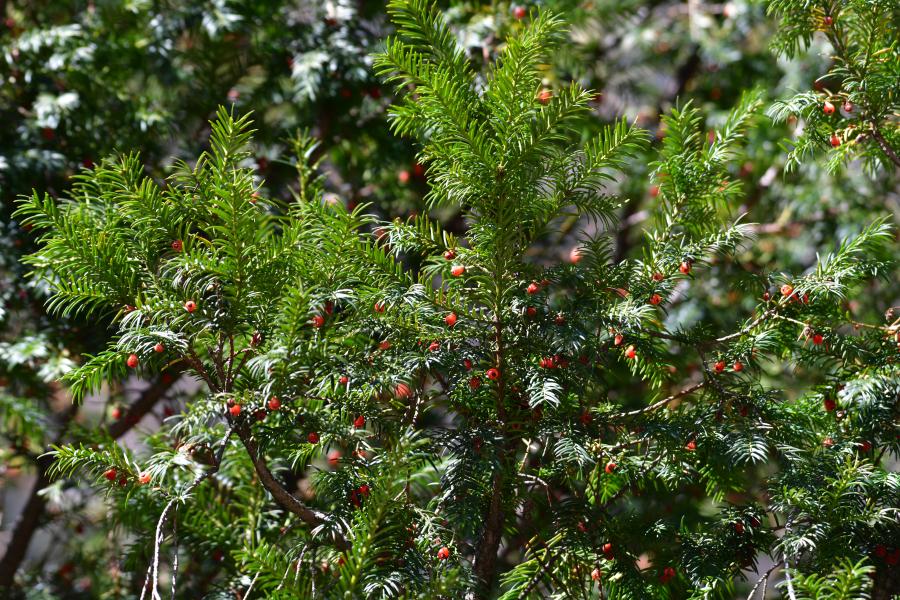 時隔40多年，我國再度發(fā)現(xiàn)珍稀瀕危植物密葉紅豆杉種群