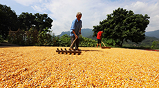 &ldquo;曬秋&rdquo;忙