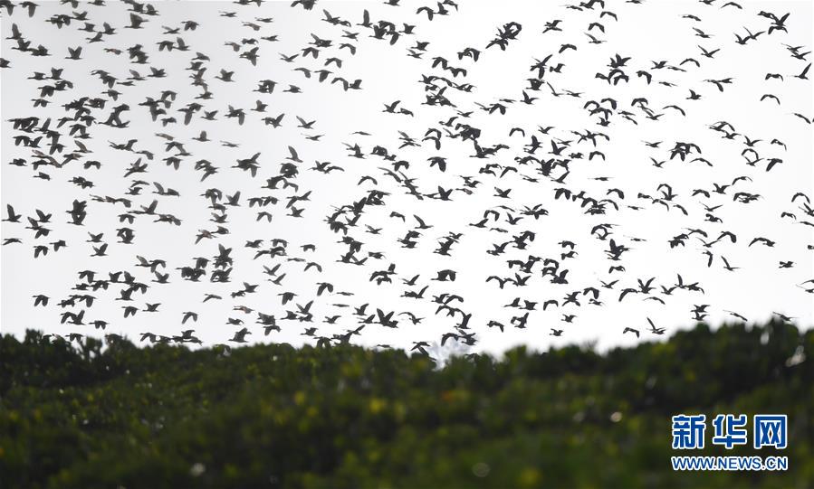 （圖文互動）（3）十年樹木、紅樹成林&mdash;&mdash;&ldquo;海上森林&rdquo;回歸記