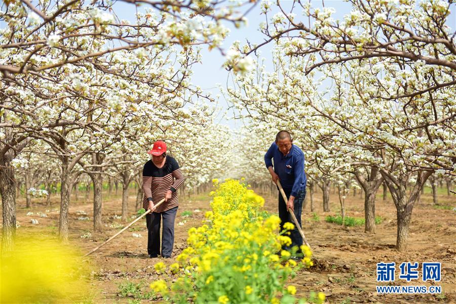 （社會）（1）春來梨農(nóng)忙