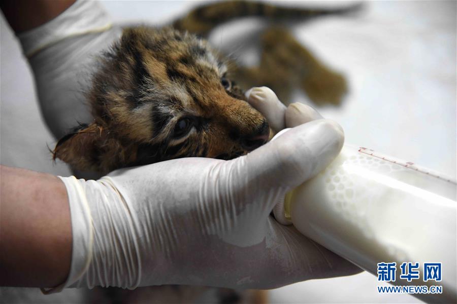 （圖文互動）（1）虎寶寶&ldquo;幼兒園&rdquo;：奶瓶隔尿墊一樣都不能少