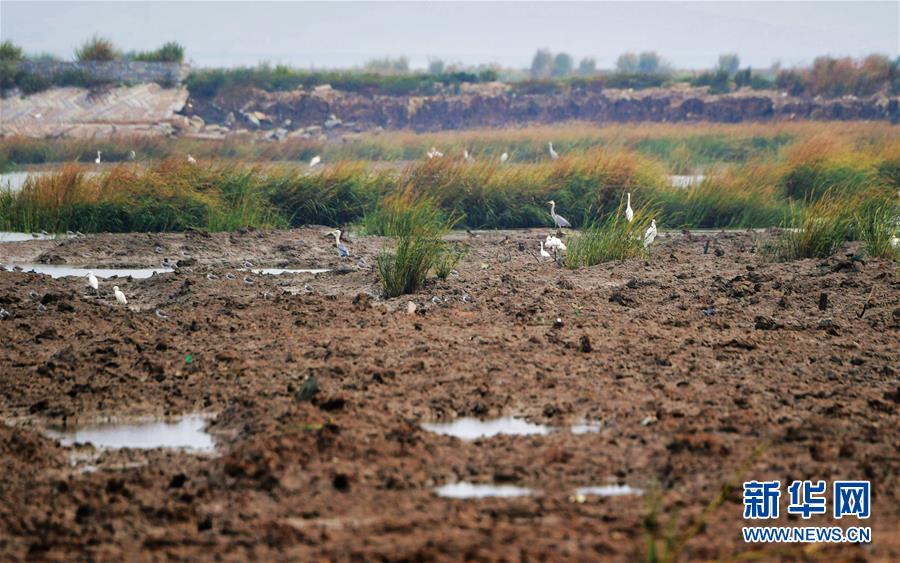 （新華視點(diǎn)&middot;圖文互動(dòng)）（3）福建10名黨員干部被問(wèn)責(zé)的背后：7部門十余次執(zhí)法未能有效制止泉州灣濕地圍墾行為