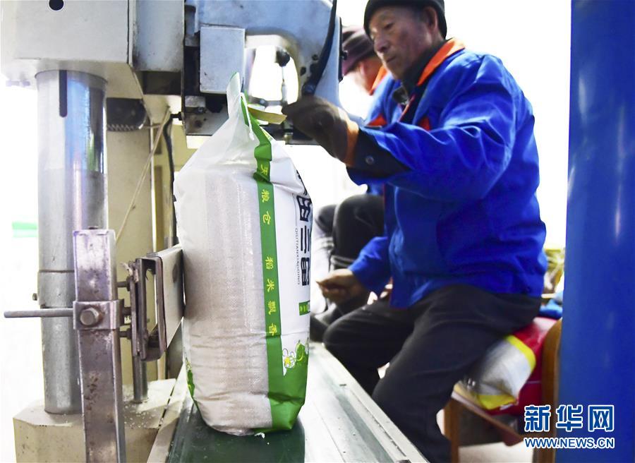 （在習近平新時代中國特色社會主義思想指引下&mdash;&mdash;新時代新作為新篇章&middot;鄉(xiāng)村振興戰(zhàn)略&middot;圖文互動）（3）吉林榆樹：產糧&ldquo;冠軍縣&rdquo;大旱之年從容應對減產考驗