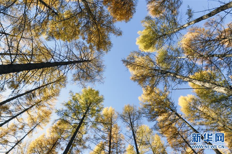 （新華全媒頭條&middot;圖文互動(dòng)）（9）那一抹綠色，走進(jìn)越來(lái)越多人心里&mdash;&mdash;河北塞罕壩續(xù)寫(xiě)新時(shí)代綠色傳奇