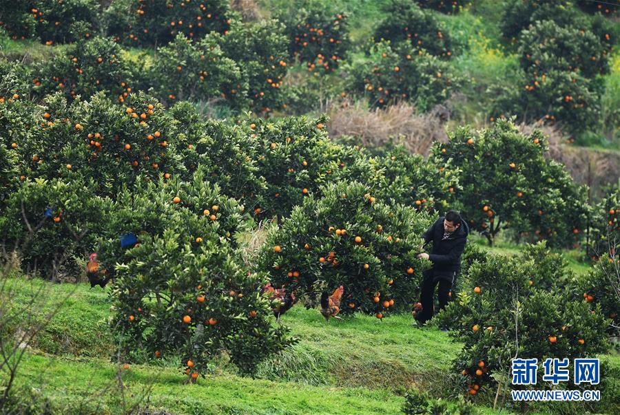 （新春走基層&middot;圖文互動）（2）一個橙子的八年&ldquo;蛻變史&rdquo;