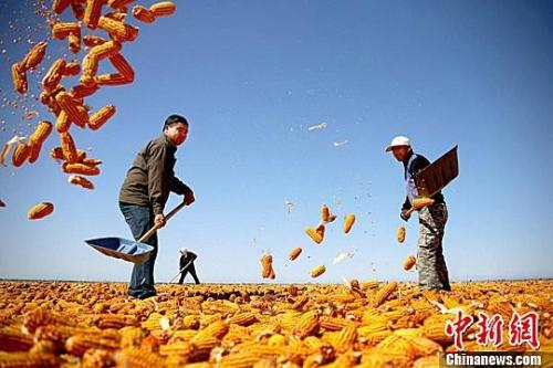 資料圖。農(nóng)民揮動鐵锨晾曬玉米，使得滿地盡帶&ldquo;黃金甲&rdquo;，成為一道靚麗的風(fēng)景線。趙琳 攝