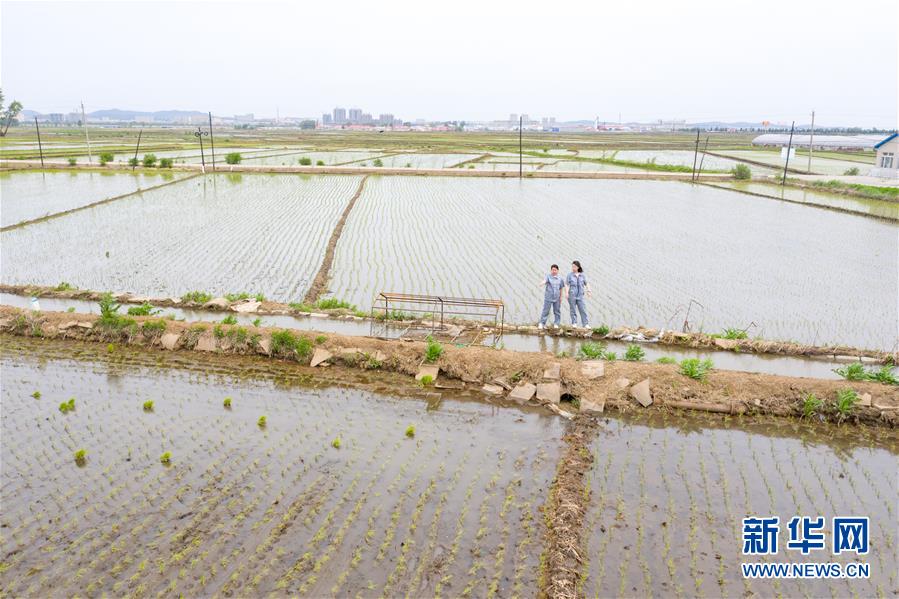 （在習近平新時代中國特色社會主義思想指引下&mdash;&mdash;新時代新作為新篇章&middot;圖文互動）（1）大學生種田讓農(nóng)民&ldquo;老把式&rdquo;開了眼&mdash;&mdash;吉林長白山下的稻田新事