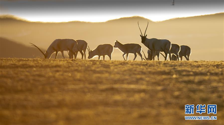 （壯麗70年&middot;奮斗新時代&mdash;&mdash;共和國發(fā)展成就巡禮&middot;圖文互動）（7）人間奇跡在高原&mdash;&mdash;新中國成立70年西藏發(fā)展成就紀實