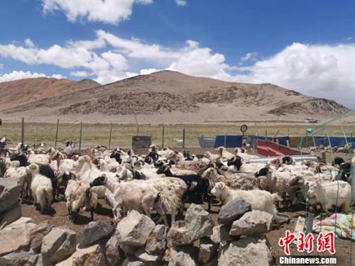 圖為羊群正從羊圈里出來。 謝藝觀 攝