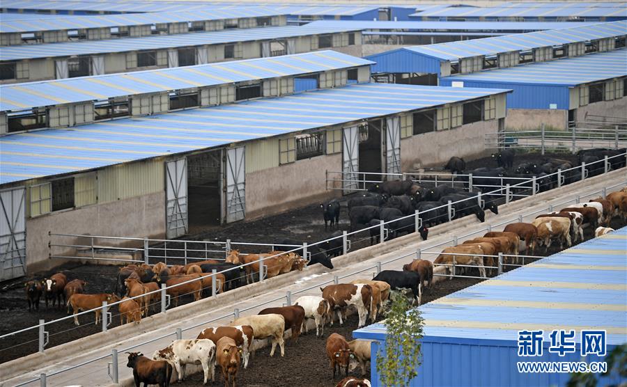 （壯麗70年&middot;奮斗新時(shí)代&mdash;&mdash;共和國(guó)發(fā)展成就巡禮&middot;圖文互動(dòng)）（11）生態(tài)美、百姓富&mdash;&mdash;品讀嶄新&ldquo;寧夏畫(huà)卷&rdquo;