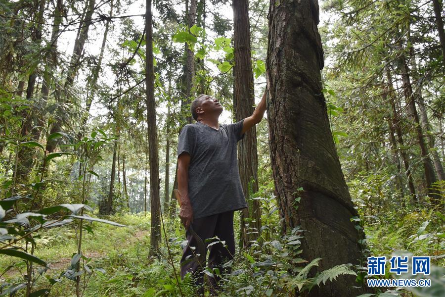 （愛國(guó)情 奮斗者&middot;圖文互動(dòng)）（3）貴州印江高石坎護(hù)林隊(duì)：半輩子，以林場(chǎng)為家