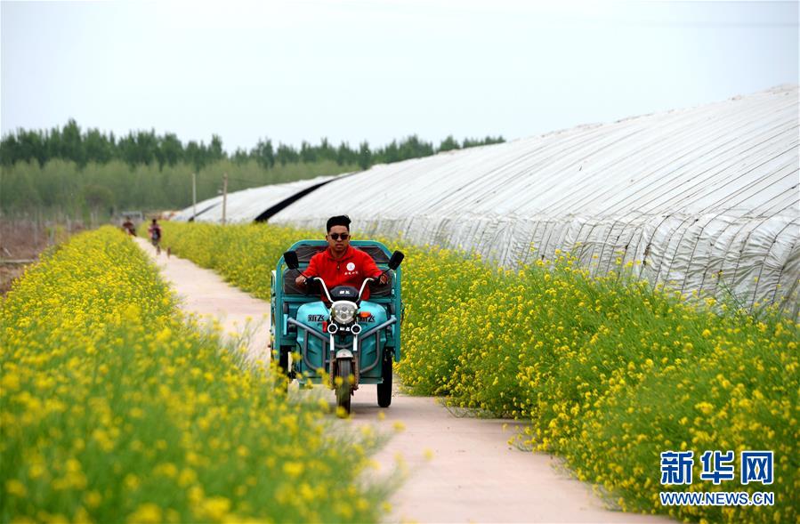 （在習近平新時代中國特色社會主義思想指引下&mdash;&mdash;新時代新作為新篇章&middot;總書記關(guān)心的百姓身邊事&middot;圖文互動）（3）&ldquo;農(nóng)&rdquo;字頭照樣&ldquo;大&rdquo;作為&mdash;&mdash;豐收時節(jié)看涉農(nóng)高校人才在希望的田野