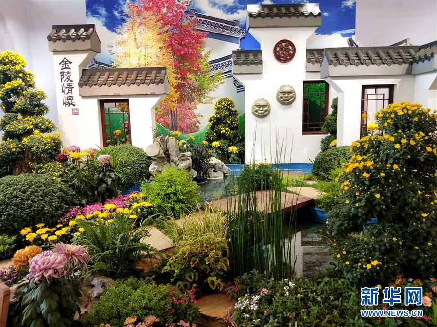 （圖文互動）（1）上千個中外菊花參賽作品亮相北京世園會