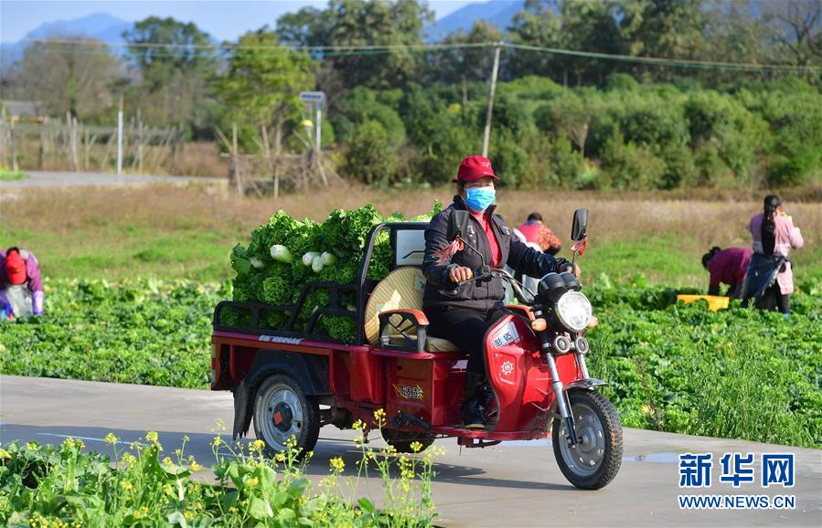 （圖文互動）（5）廣西桂林：&ldquo;借力+接力&rdquo;新鮮蔬菜進(jìn)社區(qū)