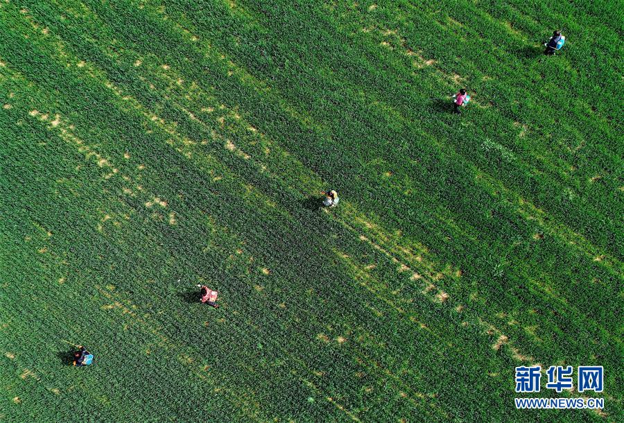 （新華全媒頭條&middot;圖文互動）（5）春天，匯聚復蘇的力量&mdash;&mdash;寫在2020年首季中國經(jīng)濟收官之際