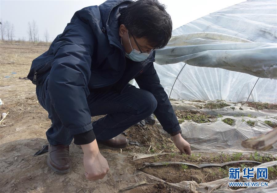 （脫貧攻堅(jiān)&middot;圖文互動(dòng)）（1）天津：惠豐前村種下脫貧致富&ldquo;新希望&rdquo;