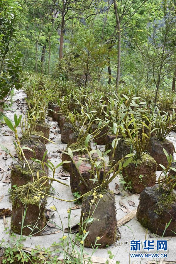 （決戰(zhàn)決勝脫貧攻堅&middot;圖文互動）（3）這個脫貧縣的石頭為何比土金貴？