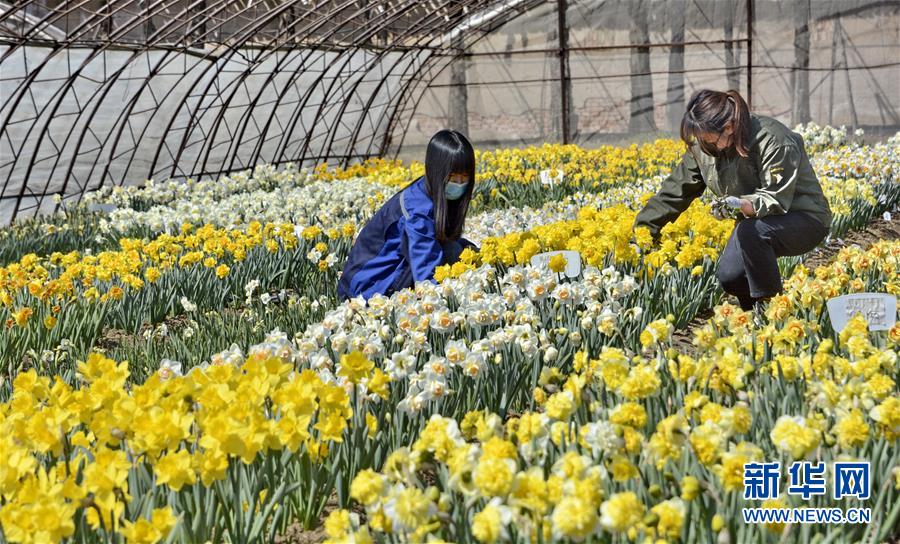 （圖文互動）（6）這座小城，鐫刻下怎樣的&ldquo;世園印記&rdquo;&mdash;&mdash;北京世園會開園一周年探訪延慶