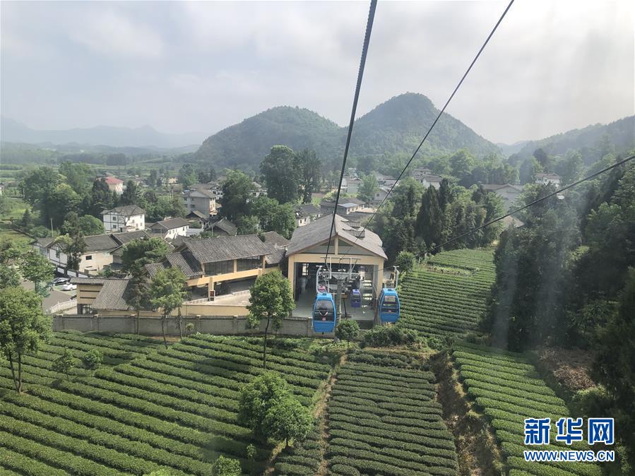 （決戰(zhàn)決勝脫貧攻堅&middot;圖文互動）人均一畝茶 如此富萬家&mdash;&mdash;貴州鳳岡茶產業(yè)的嬗變