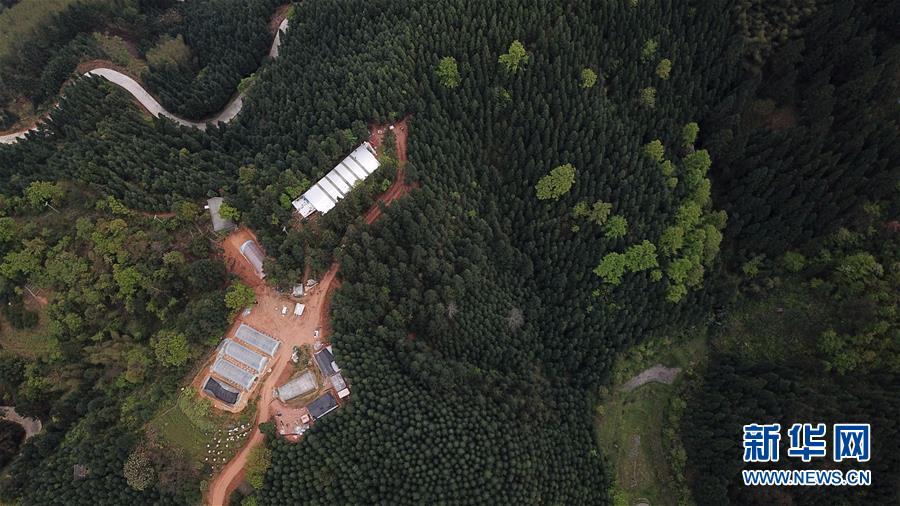 （決戰(zhàn)決勝脫貧攻堅(jiān)&middot;圖文互動(dòng)）（3）&ldquo;小蜂王&rdquo;的大夢(mèng)想