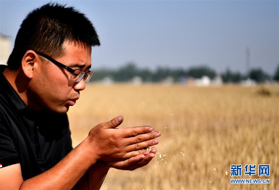 （關(guān)注三夏&middot;圖文互動）（1）麥田&ldquo;后浪&rdquo;的農(nóng)事新說