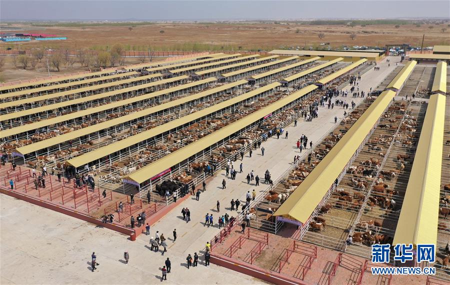 （決戰(zhàn)決勝脫貧攻堅(jiān)&middot;圖文互動(dòng)）（3）內(nèi)蒙古科右中旗：把準(zhǔn)發(fā)展方向 &ldquo;楓馬牛&rdquo;可相及