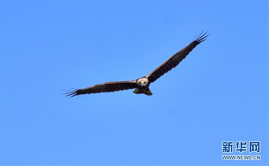 （新華網(wǎng)&middot;圖文互動）（2）云南保山首次記錄到國家重點保護野生動物白頭鷂