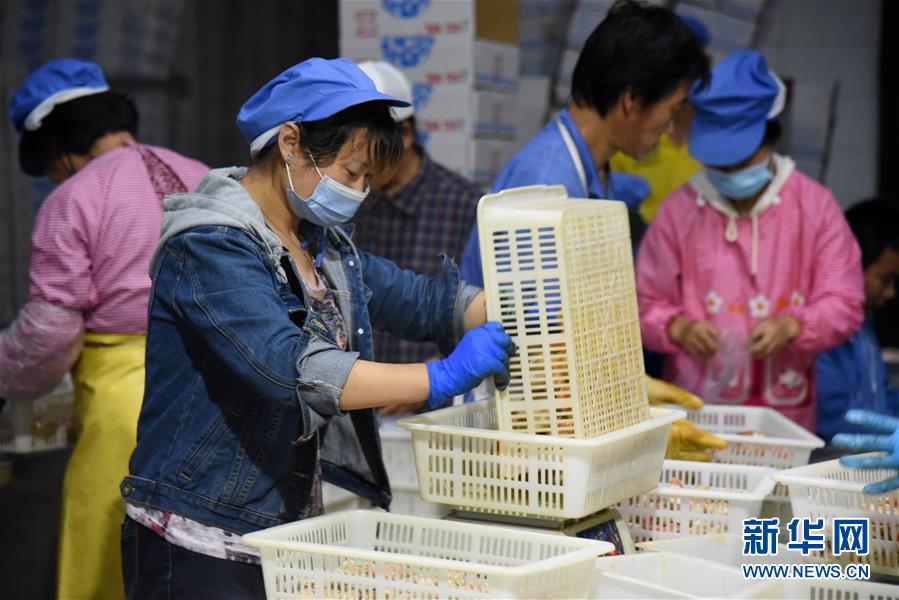 （走向我們的小康生活&middot;圖文互動(dòng)）（6）長島漁民的扇貝喜事：從請客求人買到供不應(yīng)求