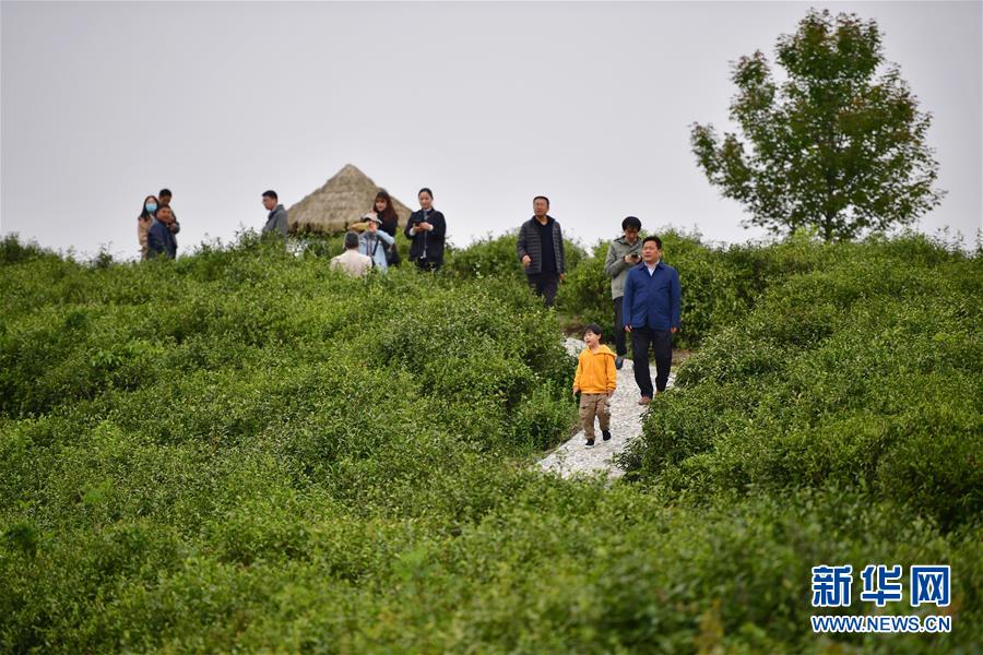 （走向我們的小康生活&middot;圖文互動(dòng)）（7）綠了青山，紅了日子&mdash;&mdash;秦巴山區(qū)群眾繪出小康&ldquo;調(diào)色板&rdquo;