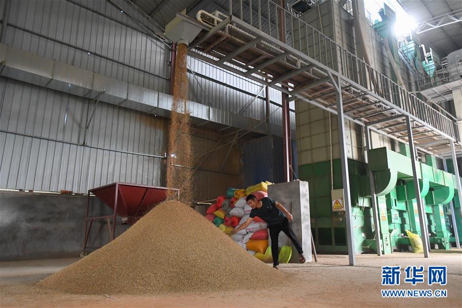 （新華視點(diǎn)&middot;聚焦餐桌外的浪費(fèi)&middot;圖文互動(dòng)）（1）農(nóng)戶儲(chǔ)糧損失達(dá)8%！設(shè)施普遍簡陋，蟲害霉變堪憂