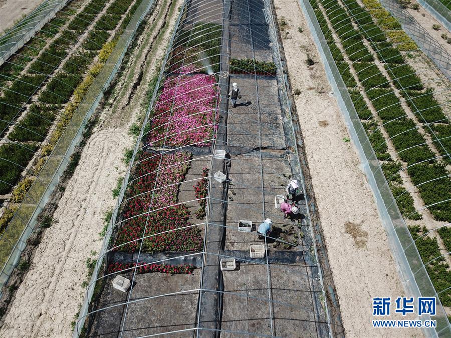 （新華全媒頭條&middot;走向我們的小康生活&middot;圖文互動）（1）&ldquo;苦甲&rdquo;不再，&ldquo;甘味&rdquo;綿長&mdash;&mdash;脫貧攻堅的甘肅味道