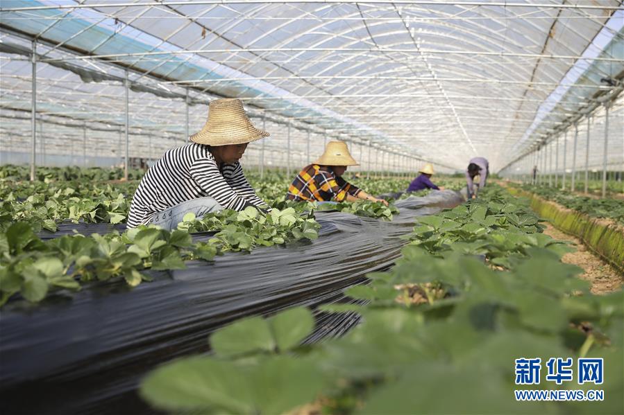 （新華全媒頭條&middot;決戰(zhàn)決勝脫貧攻堅&middot;督戰(zhàn)未摘帽貧困縣&middot;圖文互動）（12）不獲全勝，決不收兵&mdash;&mdash;全國52個掛牌督戰(zhàn)貧困縣脫貧攻堅紀(jì)實