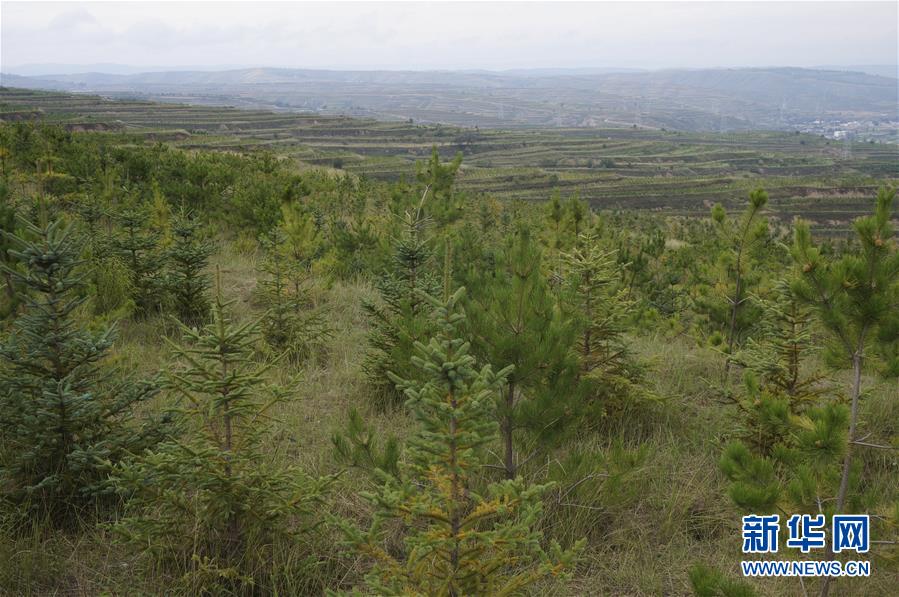 （決戰(zhàn)決勝脫貧攻堅&middot;圖文互動）（1）甘肅定西黃土高坡上，有片&ldquo;福州林&rdquo;