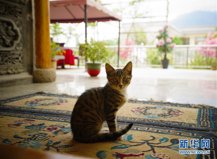 （走向我們的小康生活&middot;決戰(zhàn)決勝脫貧攻堅(jiān)&middot;圖文互動(dòng)）（3）甘青交界處的跨越&mdash;&mdash;保安族、撒拉族的脫貧故事