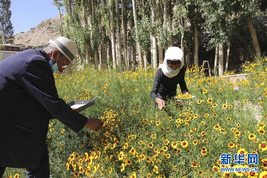 （決戰(zhàn)決勝脫貧攻堅(jiān)&middot;圖文互動(dòng)）（1）帕米爾高原盛開&ldquo;富民花&rdquo;