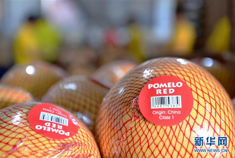 （圖文互動(dòng)）（3）&ldquo;中國柚都&rdquo;的脫貧&ldquo;蜜&rdquo;碼