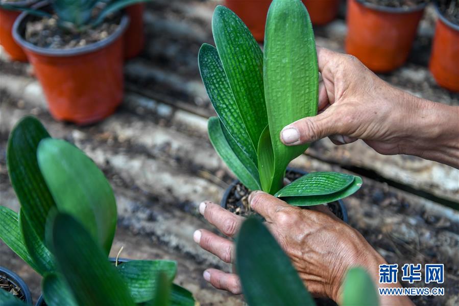 （決戰(zhàn)決勝脫貧攻堅(jiān)&middot;圖文互動(dòng)）（4）君子蘭在脫貧攻堅(jiān)戰(zhàn)場上&ldquo;綻放&rdquo;